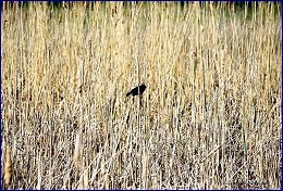 Click to open Plum Island - �������� ������