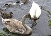 Horn Pond это то же озеро, где мы как-то по весне встретили гусей с гусятими, · а сегодня - лебеди!