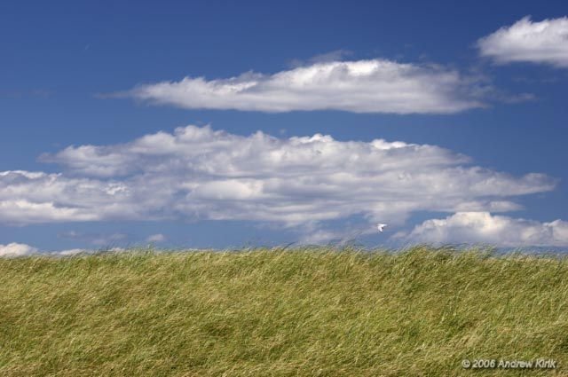 Plum Island