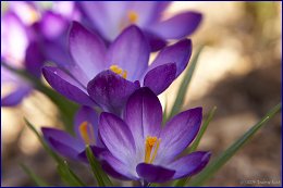 Click to open ����� ������.