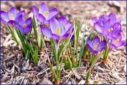 Click to open �����