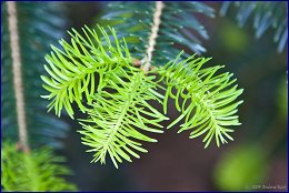 Click to open Arnold Arboretum