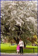 Click to open Boston