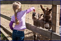 Click to open �����