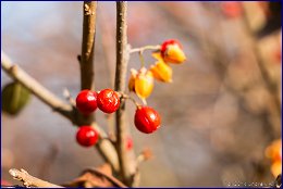 Click to open �������