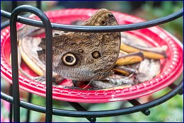 Click to open ��� �������