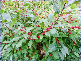 Click to open �����