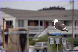 Click to open ������� - 8 ����