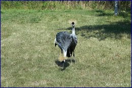 Click to open ������� - 18 �������