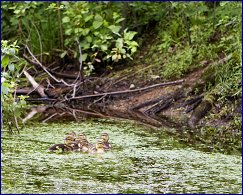 Click to open �� �����