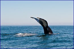 Click to open 28 ����